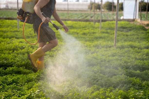 Best Pest Prevention Services  in Mount Olive, MS